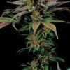 La Blue Widow son semillas de marihuana feminizadas, un cruce entre (Blueberry x White Widow) que puedes comprar en nuestro grow shop online.