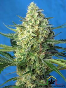 Jack 47 XL Auto de Sweet Seeds son semillas de marihuana autoflorecientes feminizadas que puedes comprar en nuestro Grow Shop online Themariashop.