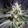 Black Jack Fast Version de Sweet Seeds son semillas de marihuana feminizadas que puedes comprar en nuestro grow shop online.