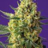 Crystal Candy XL Auto de Sweet Seeds, son semillas de marihuana autoflorecientes feminizadas que puedes comprar en nuestro Grow Shop online Themariashop.