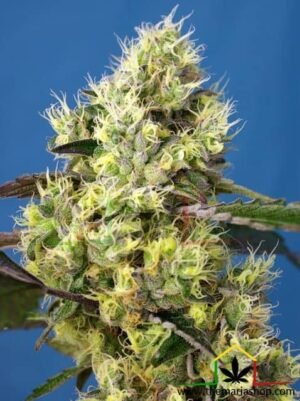 Sweet Gelato Auto de Sweet Seeds, son semillas de marihuana autoflorecientes feminizadas que puedes comprar en nuestro Grow Shop online Themariashop.