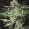 Amnesia de World of Seeds Diamond Collection, son semillas de marihuana feminizadas que puedes comprar en nuestro Grow Shop online.