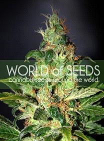 Chronic Haze de World of Seeds Legend Collection,son semillas de marihuana feminizadas que puedes comprar en nuestro Grow Shop online.
