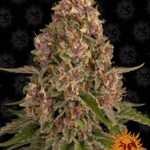 Pink Kush de Barney's Farm, son semillas de marihuana feminizadas, que puedes comprar en nuestro grow shop online.