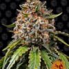 White Widow XXL de Barney's Farm, son semillas de marihuana feminizadas, que puedes comprar en nuestro grow shop online.