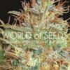 Afghan Kush x Skunk de World of Seeds Medical Collection, son semillas de marihuana de efecto medicinal que puedes comprar en nuestro Grow Shop