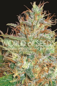 Afghan Kush x Skunk de World of Seeds Medical Collection, son semillas de marihuana de efecto medicinal que puedes comprar en nuestro Grow Shop