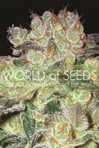 Afghan Kush x White Widow de World of Seeds Medical Collection, son semillas de marihuana feminizadas que puedes comprar en nuestro Grow Shop online.