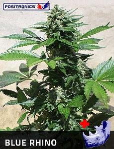 Blue Rhino de Positronics, son semillas de marihuana feminizadas que puedes comprar en nuestro grow shop online.
