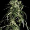 Arjan's Haze #1 de Green House Seeds, son semillas de marihuana feminizadas que puedes comprar en nuestro Grow Shop online.