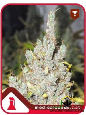 2046 de Medical Seeds, son semillas de marihuana feminizadas que puedes comprar en nuestro grow shop online.