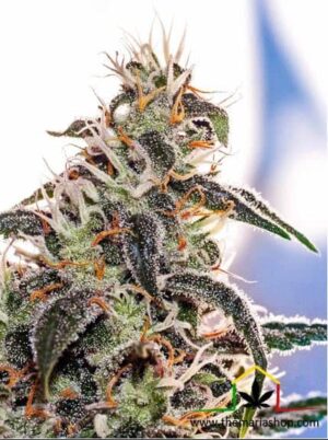 Claustrum de Positronics, son semillas de marihuana feminizadas que puedes comprar en nuestro grow shop