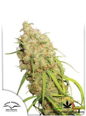 Desfrán de Dutch Passion, son semillas de marihuana feminizadas que puedes comprar en nuestro grow shop online.