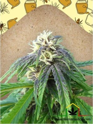 Easy sativa de Female Seeds, son semillas de marihuana feminizadas que puedes comprar en el Growshop Themariashop.
