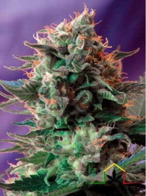 Jack 47 Fast Version de Sweet Seeds son semillas de marihuana feminizadas que puedes comprar en nuestro grow shop online.