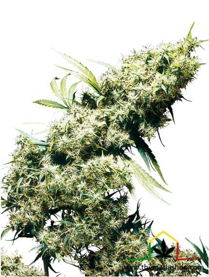 Jamaican Pearl de Sensi Seeds son semillas de marihuana feminizadas que puedes comprar en nuestro grow shop online al mejor precio.
