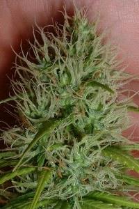 Venta de Chrystal de Nirvana Seeds, semillas de marihuana feminizadas que puedes comprar en nuestro grow shop online themariashop.