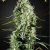Super Silver Haze de Green House Seeds, son semillas de marihuana feminizadas que puedes comprar en nuestro Grow Shop online.