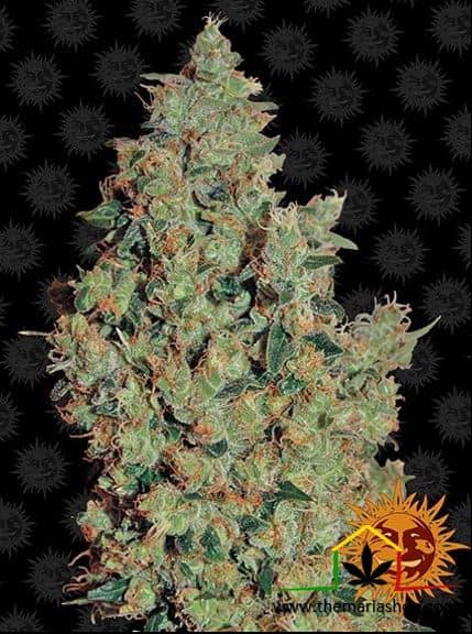 Tangerine Dream de Barneys Farm semillas de marihuana que podrás comprar en Themariashop.