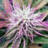 La Northern Lights de Nirvana Seeds son semillas de marihuana feminizadas que puedes comprar en nuestro grow shop online.