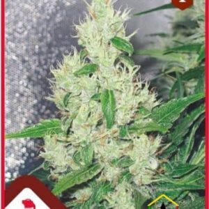 La Y Griega de Medical Seeds son semillas de marihuana feminizadas que puedes comprar en nuestro Grow Shop online.
