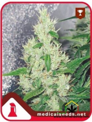 La Y Griega de Medical Seeds son semillas de marihuana feminizadas que puedes comprar en nuestro Grow Shop online.