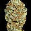 La Blue Kush de Dinafem son semillas de marihuana feminizadas, que puedes comprar en nuestro grow shop.