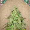 Comprar semillas de marihuana feminizadas Maroc de Female Seeds en el Grow shop online Themariashop.