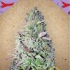 Purple Maroc de Female Seeds, son semillas de marihuana feminizadas que puedes comprar en nuestro Grow Shop online.