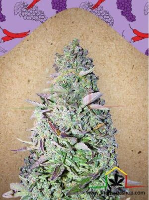 Purple Maroc de Female Seeds, son semillas de marihuana feminizadas que puedes comprar en nuestro Grow Shop online.