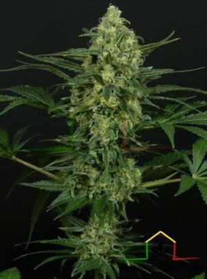 Criminal + de Ripper Seeds, son semillas de marihuana feminizadas que puedes comprar en nuestro grow shop