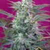 Big Foot de Sweet Seeds, son semillas de marihuana feminizadas que puedes comprar en nuestro grow shop online.