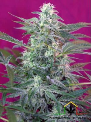 Big Foot de Sweet Seeds, son semillas de marihuana feminizadas que puedes comprar en nuestro grow shop online.