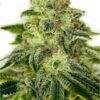 Glory OG de Positronics, son semillas de marihuana feminizadas que puedes comprar en nuestro grow shop online.