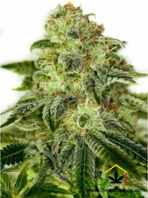 Glory OG de Positronics, son semillas de marihuana feminizadas que puedes comprar en nuestro grow shop online.