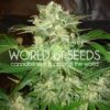 Mazar Kush de World of Seeds Legend Collection, son semillas de marihuana feminizadas que puedes comprar en nuestro Grow Shop online.