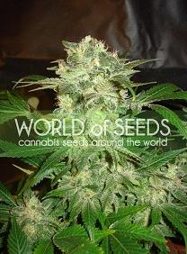 Mazar Kush de World of Seeds Legend Collection, son semillas de marihuana feminizadas que puedes comprar en nuestro Grow Shop online.