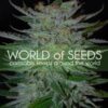 New York 47 de World of Seeds Legend Collection, son semillas de marihuana feminizadas que puedes comprar en nuestro Grow Shop online.