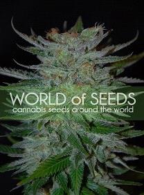 New York 47 de World of Seeds Legend Collection, son semillas de marihuana feminizadas que puedes comprar en nuestro Grow Shop online.