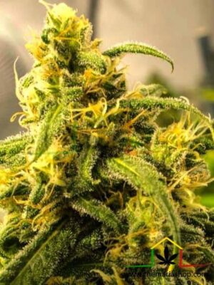 Venta de Big Bud Auto de Nirvana Seeds, semillas de marihuana autoflorecientes que puedes comprar en nuestro grow shop online.