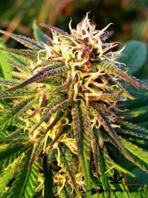 Venta de Blue Mystic Auto de Nirvana Seeds, semillas de marihuana autoflorecientes que puedes comprar en nuestro grow shop online.