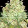 Afghan Kush x Yumbolt de World of Seeds Medical Collection, son semillas de marihuana de efecto medicinalque puedes comprar en nuestro Grow Shop online.