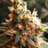 Venta de Jock Horror Auto de Nirvana Seeds, semillas de marihuana autoflorecientes que puedes comprar en nuestro grow shop online.