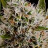 Venta de Lithium OG Kush Auto de Nirvana Seeds, semillas de marihuana autoflorecientes que puedes comprar en nuestro grow shop online.