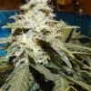 Venta de Short Rider Auto de Nirvana Seeds, semillas de marihuana autoflorecientes que puedes comprar en nuestro grow shop online.