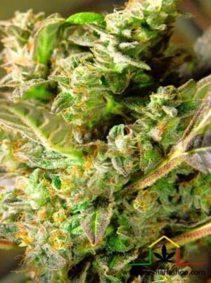 Venta de Somango XXL Auto de Nirvana Seeds, semillas de marihuana autoflorecientes que puedes comprar en nuestro grow shop online.