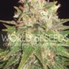 Mazar x Great White Shark de World of Seeds Medical Collection, son semillas de marihuana feminizadas efecto medical que puedes comprar en nuestro Grow Shop