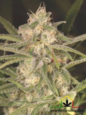 Venta de No Name Auto de Medical Seeds, semillas de marihuana autoflorecientes que puedes comprar en nuestro grow shop online.