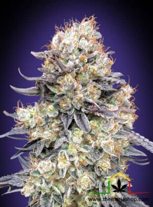 Auto Purple Punch de 00 Seeds son semillas de marihuana autoflorecientes que puedes comprar en nuestro grow shop online.