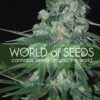 Ketama de World of Seeds Pure Origin, son semillas de marihuana feminizadas originales de diferentes paises que puedes comprar en nuestro Grow Shop online.